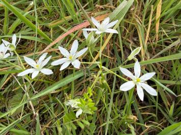 <i>Ornithogalum divergens</i>