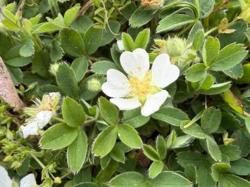 <i>Potentilla montana</i>