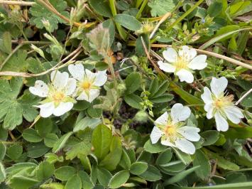 <i>Potentilla montana</i>