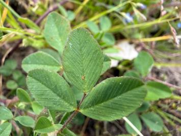 <i>Trifolium campestre</i>