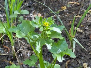 <i>Ranunculus sceleratus</i>