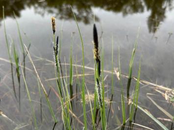 <i>Carex elata</i>