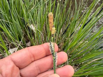 <i>Carex elata</i>