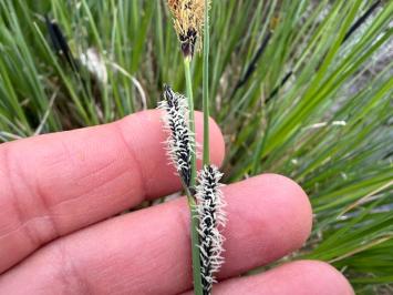<i>Carex elata</i>