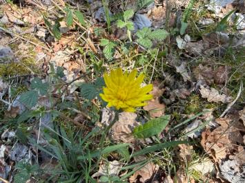 <i>Scorzonera humilis</i>