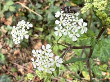 <i>Anthriscus sylvestris</i>