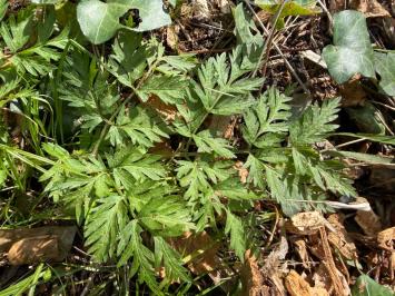 <i>Anthriscus sylvestris</i>