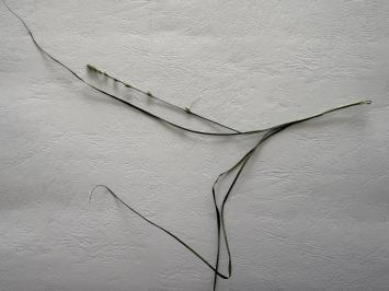 <i>Carex divulsa</i>