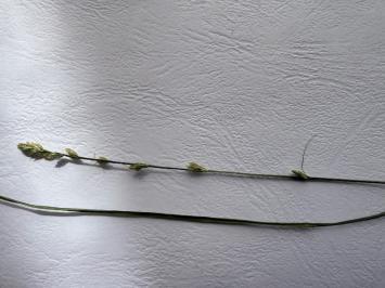 <i>Carex divulsa</i>