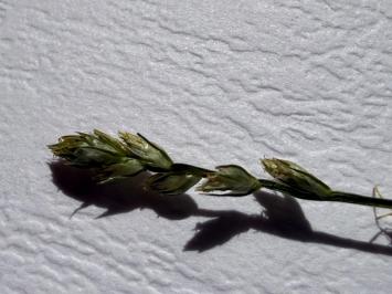 <i>Carex divulsa</i>