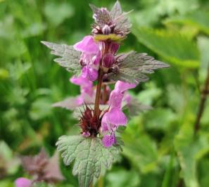 <i>Lamium maculatum</i>