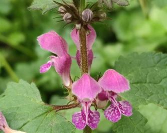 <i>Lamium maculatum</i>