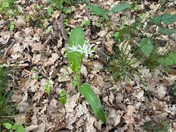 <i>Allium ursinum</i>