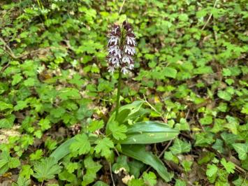 <i>Orchis purpurea</i>