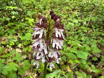 <i>Orchis purpurea</i>