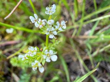 <i>Scandix pecten-veneris</i>