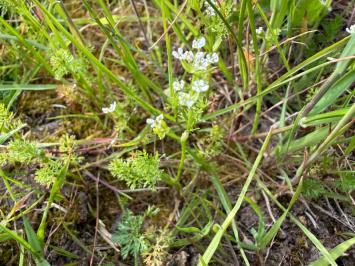 <i>Scandix pecten-veneris</i>