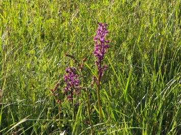 <i>Orchis mascula</i>