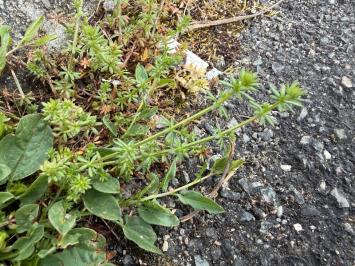 <i>Galium murale</i>