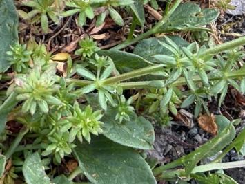 <i>Galium murale</i>