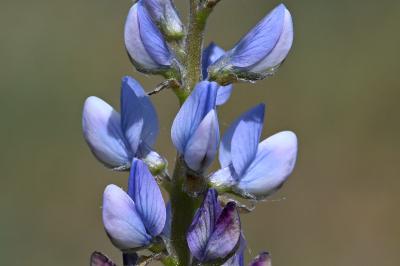 <i>Lupinus angustifolius</i>