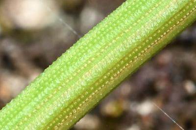 <i>Equisetum ramosissimum</i>