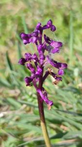 <i>Anacamptis morio</i>