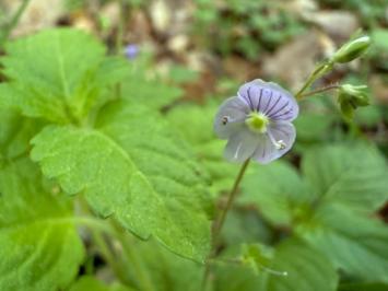 <i>Veronica montana</i>