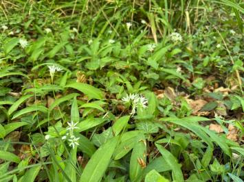 <i>Allium ursinum</i>