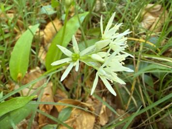 <i>Allium ursinum</i>