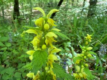 <i>Lamium galeobdolon</i>
