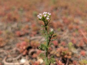 <i>Centranthus calcitrapae</i>
