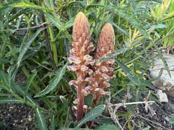 <i>Orobanche minor</i>