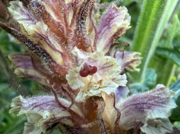 <i>Orobanche minor</i>