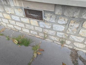 <i>Lagurus ovatus</i>