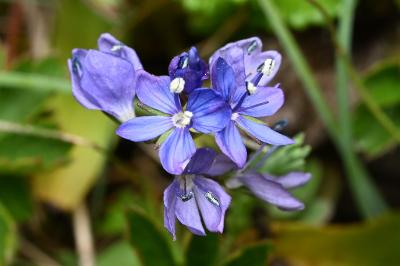 <i>Veronica saturejifolia</i>