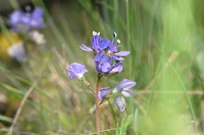 <i>Veronica saturejifolia</i>