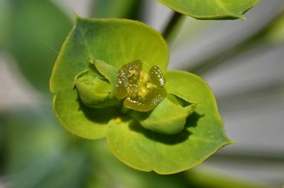 <i>Euphorbia seguieriana</i>