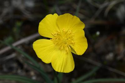 <i>Ranunculus gramineus</i>