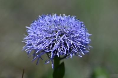 <i>Globularia bisnagarica</i>