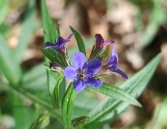 <i>Aegonychon purpurocaeruleum</i>