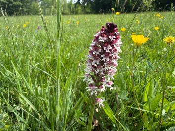 <i>Neotinea ustulata</i>