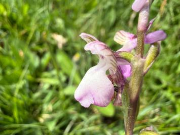 <i>Anacamptis morio</i>