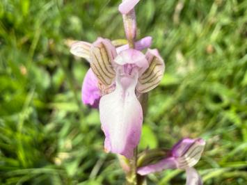 <i>Anacamptis morio</i>
