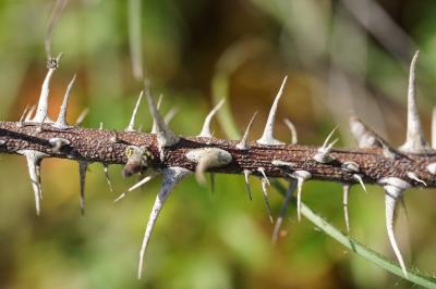 <i>Rosa spinosissima</i>