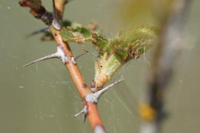<i>Rosa spinosissima</i>
