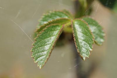 <i>Rosa spinosissima</i>