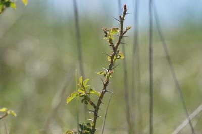 <i>Rosa spinosissima</i>
