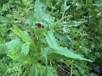 <i>Cynoglossum officinale</i>
