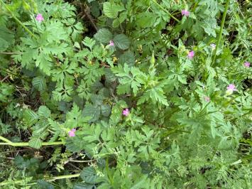 <i>Geranium robertianum</i>
